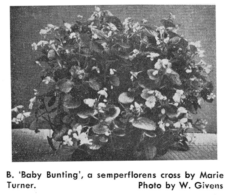 B. ‘Baby Bunting’